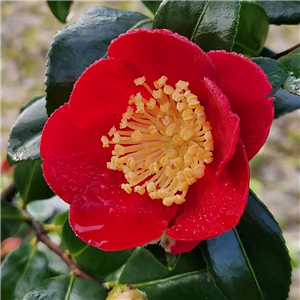 Camellia Sasanqua 'Yuletide'